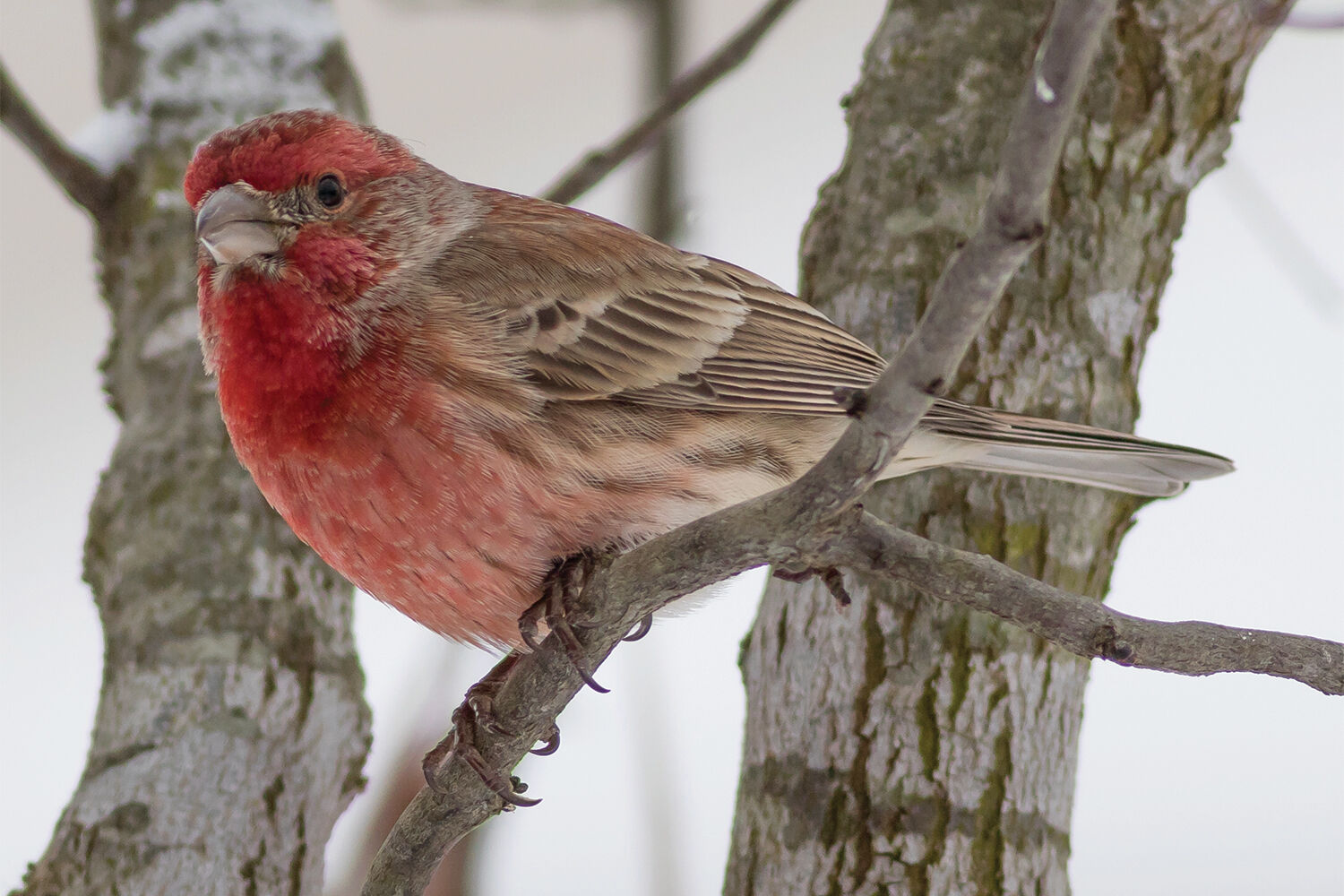 Purple finch